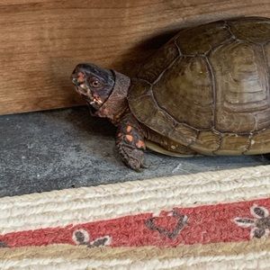 Meet your Posher, Eli